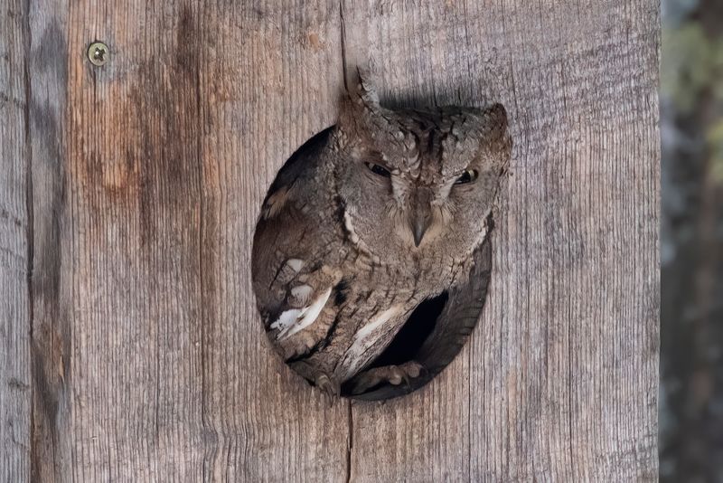 European Scops Owl.     Bulgaria