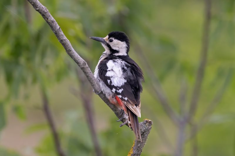 Woodpecker,Syrian 