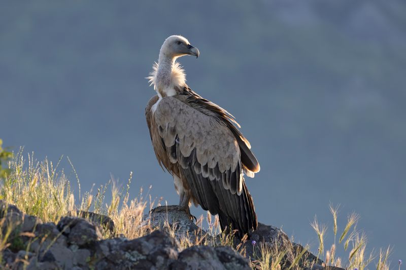 Griffon Vulture   Bulgaria