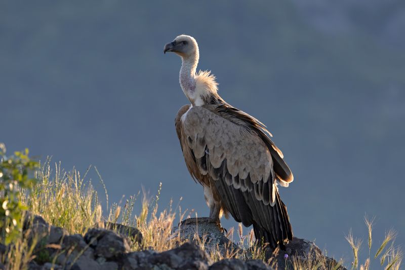 Vulture,Griffon 