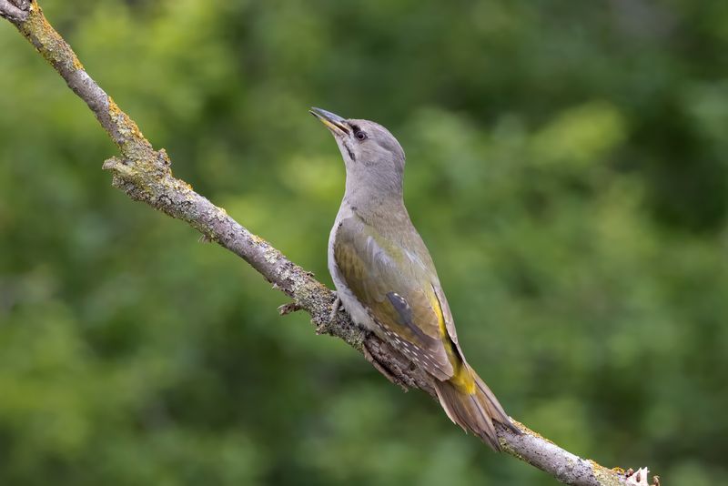 Grey-headed Woodpecker.   Bulgaria