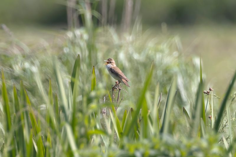 Marsh Warbler.    Bulgaria