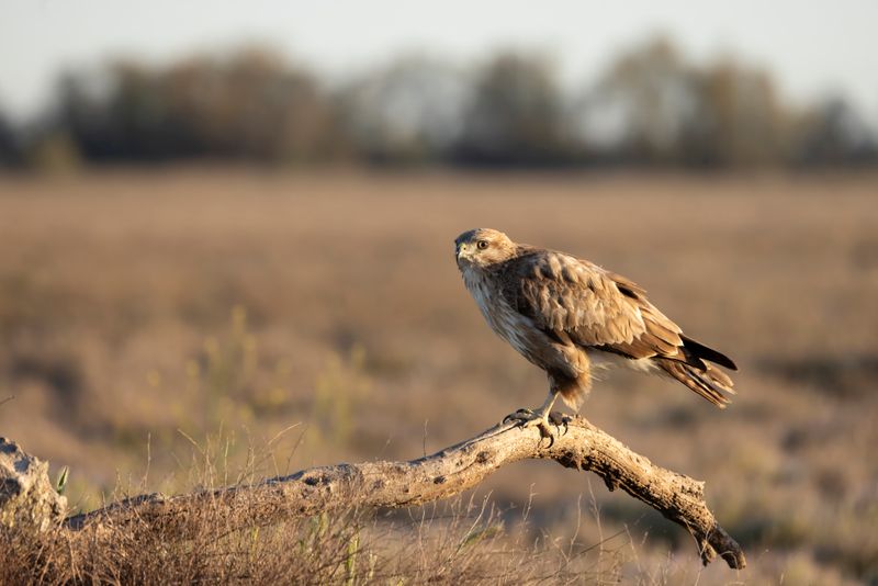 Buzzard,Common