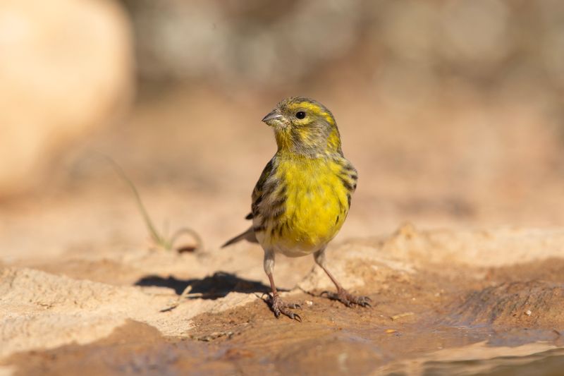 European Serin Spain
