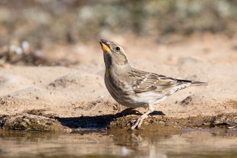 Rock Sparrow   Spain
