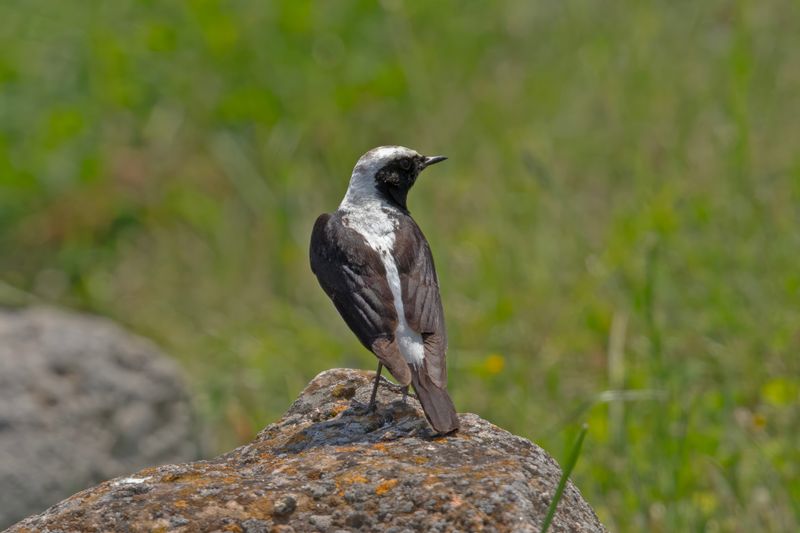 Finsch's Wheatear.      Bulgaria