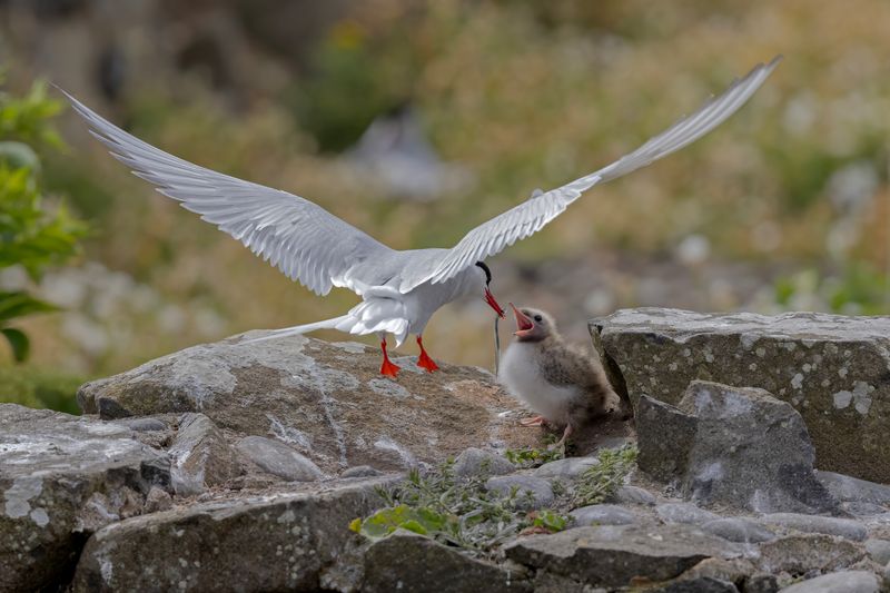 Tern,Arctic 