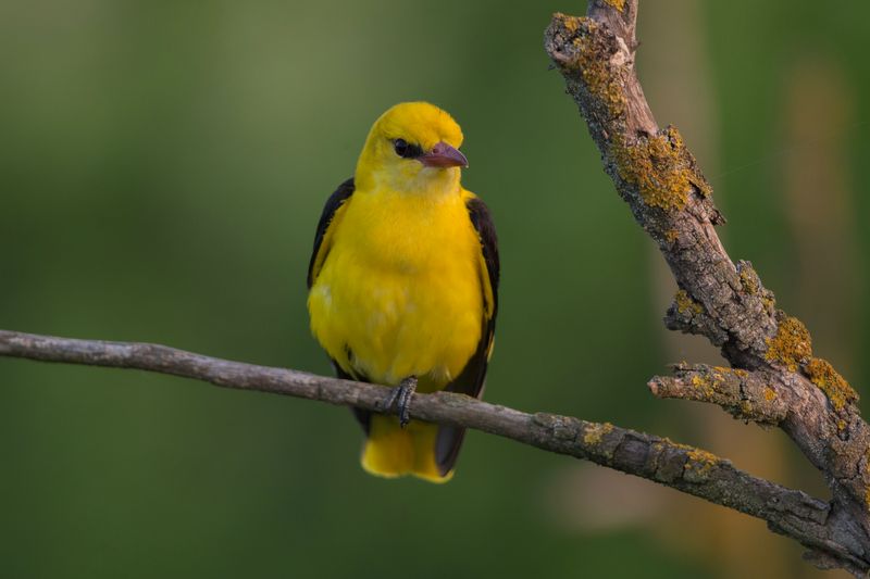 Golden Oriole   Bulgaria