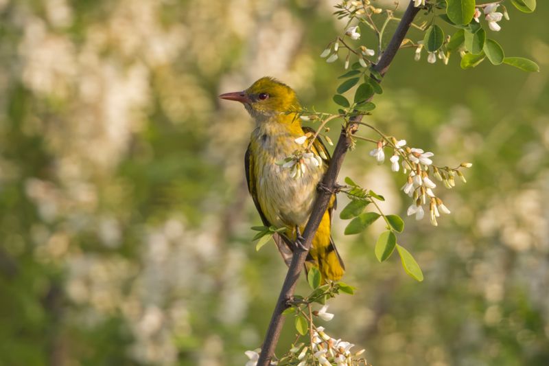 Golden Oriole   Bulgaria