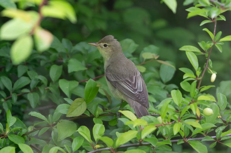 Icterine Warbler Bulgaria