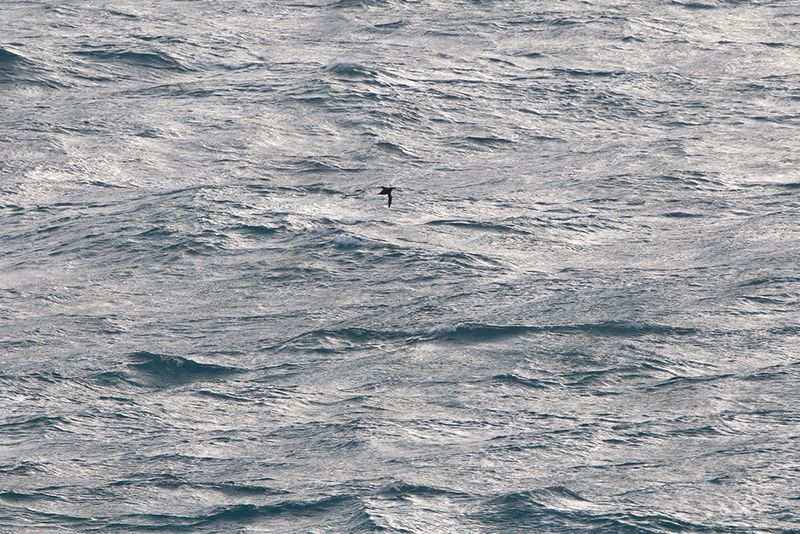 Sooty Shearwater.    English Channel
