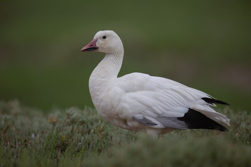 Snow Goose     Wales