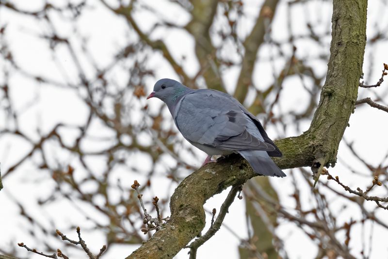 Stock Dove.     England