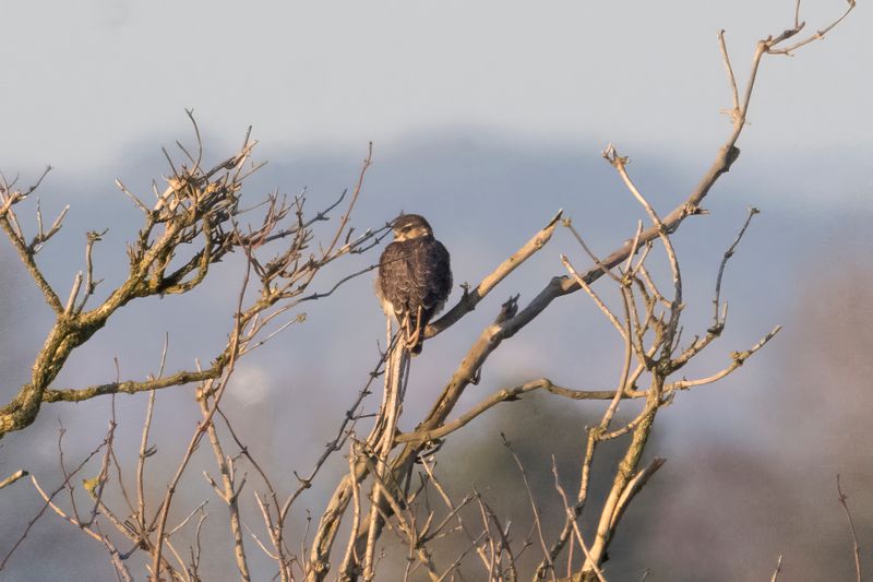 Merlin.  England