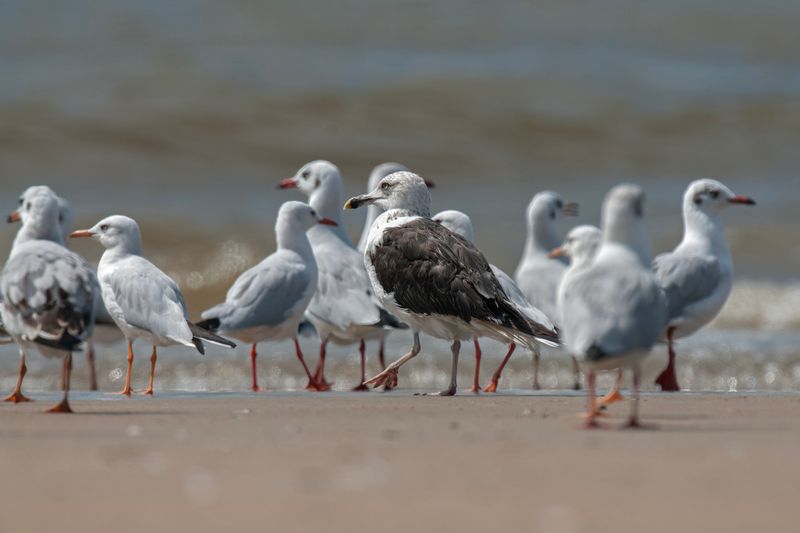 Gull,Baltic 