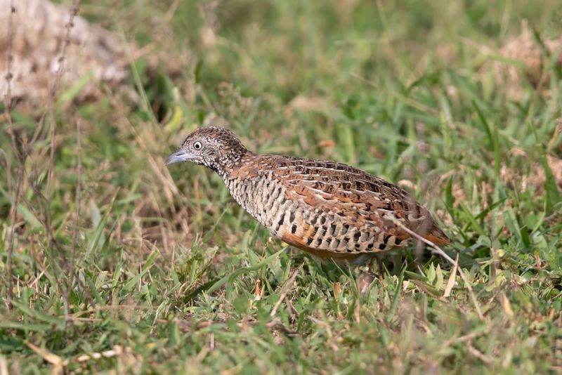 Buttonquail,Barred 
