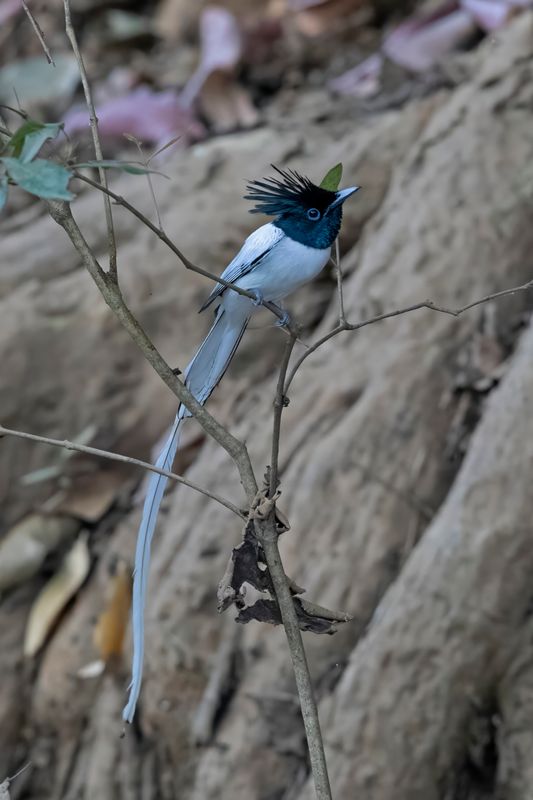 Indian Paradise Flycatcher    Sri Lanka