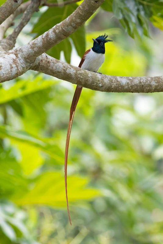 Indian Paradise Flycatcher    Sri Lanka
