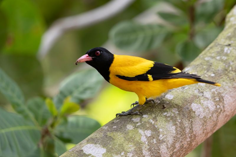 Oriole,Black-hooded 