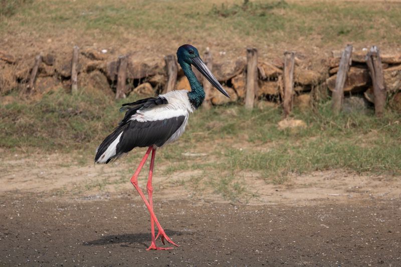 Black-necked Stork.   Sri Lanka