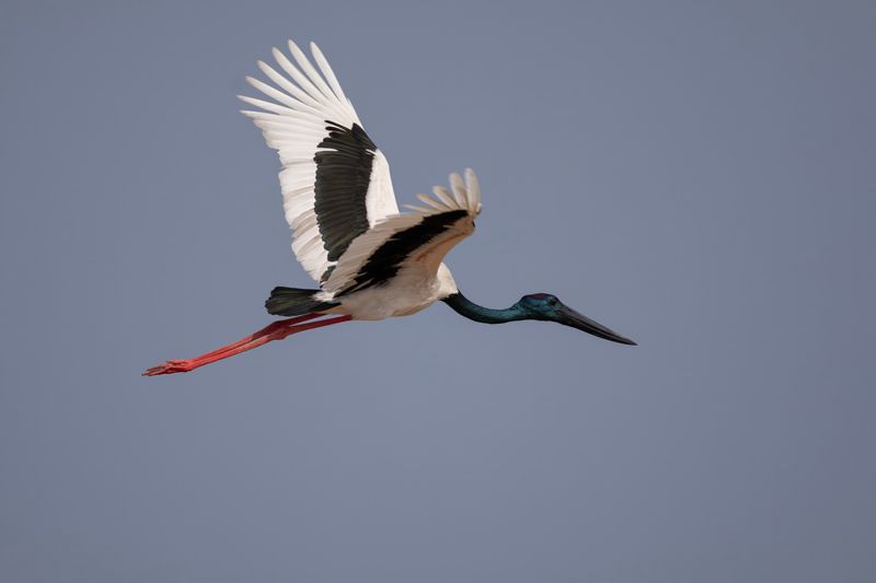 Black-necked Stork.   Sri Lanka