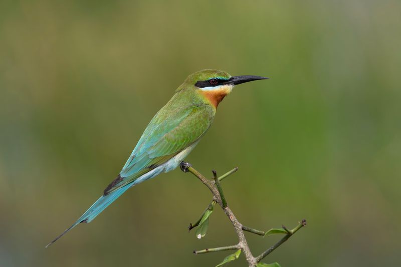 Bee-eater,Blue-tailed 