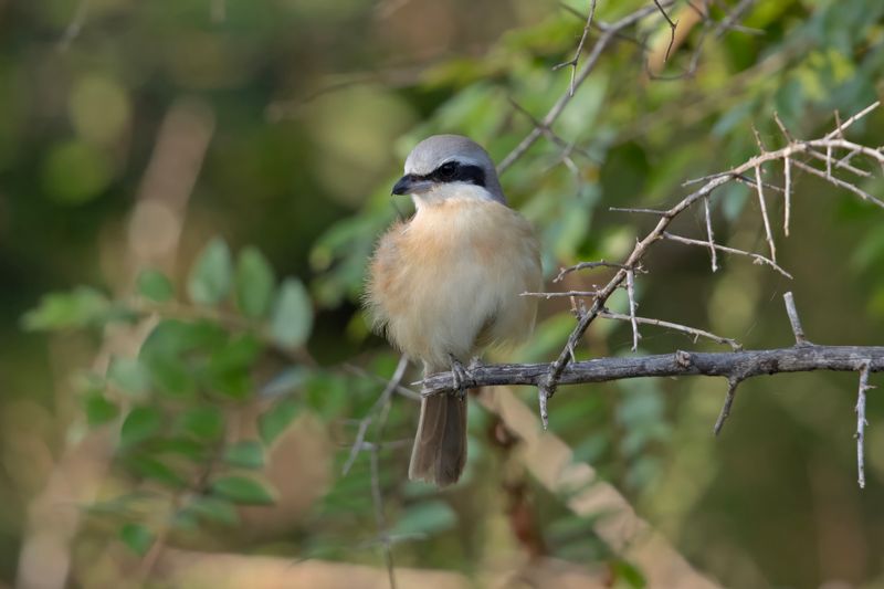Great Grey Shrike. Sri Lanka