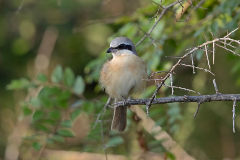 Great Grey Shrike.    Sri Lanka