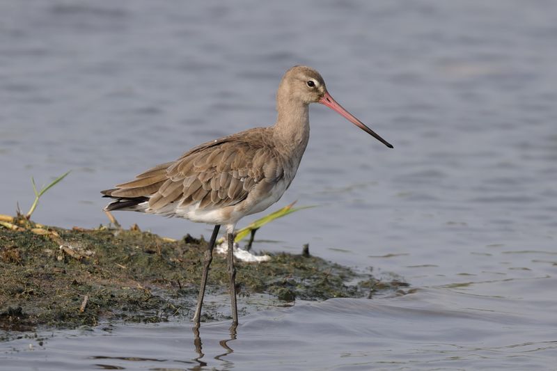 Godwit,Black-tailed 