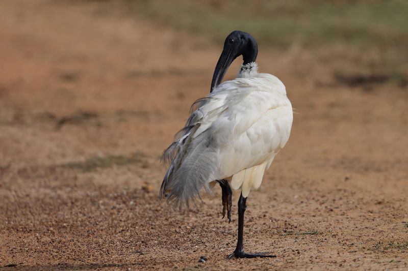 Ibis,Black-headed 