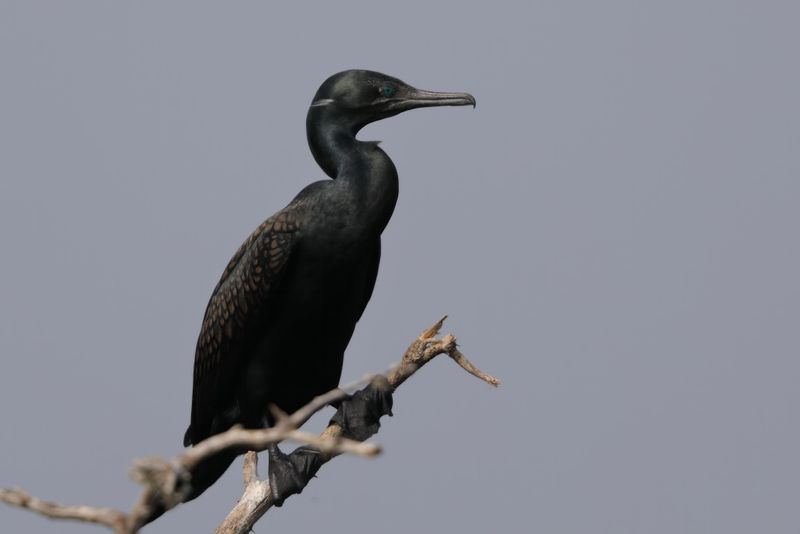 Indian Cormorant  Sri Lanka