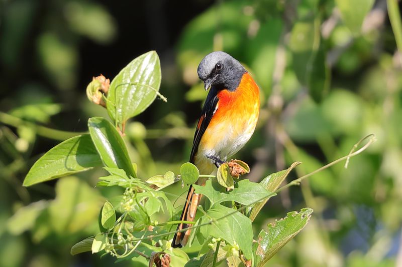 Minivet, Small