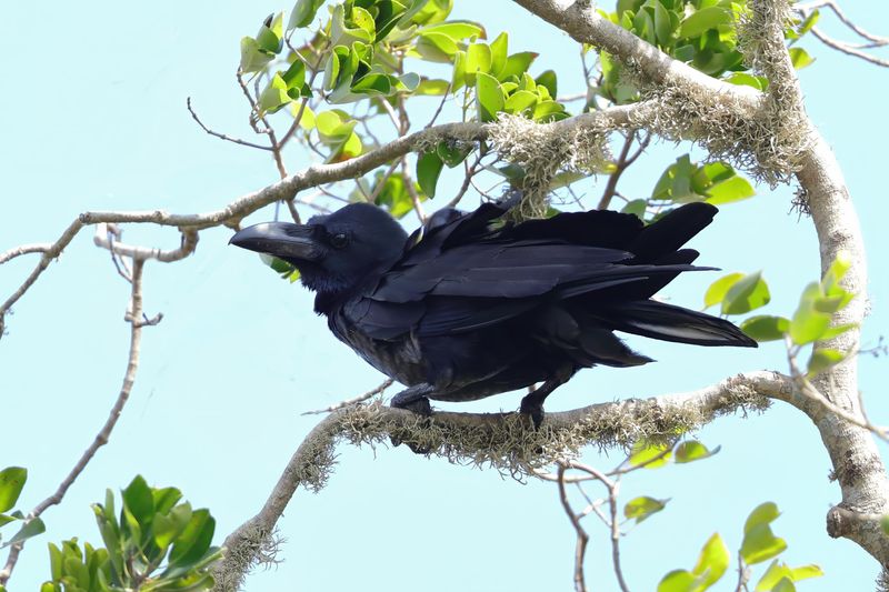 Crow,Large Billed (Jungle) 