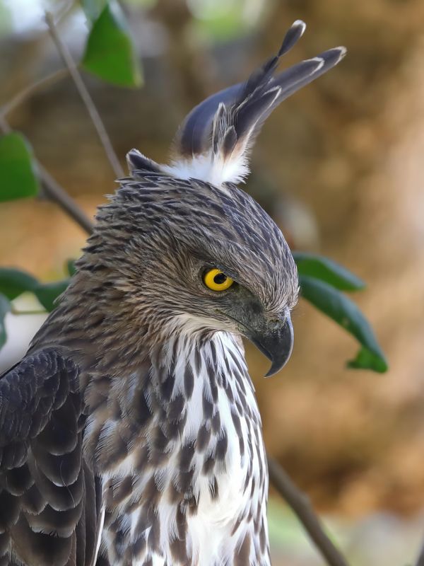 Eagle,Crested Hawk 