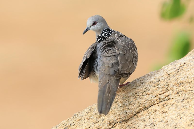 Dove,Spotted