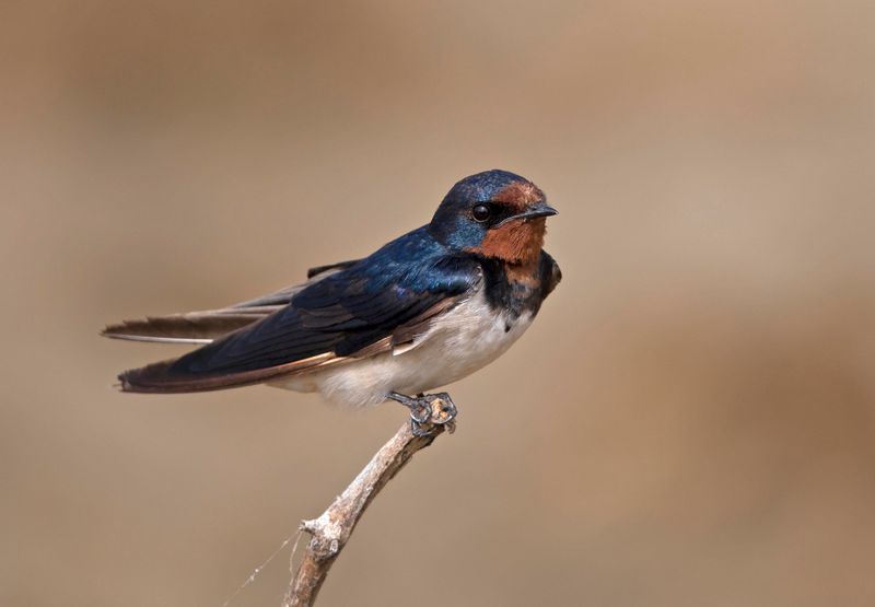 Barn Swallow    Sri Lanka 