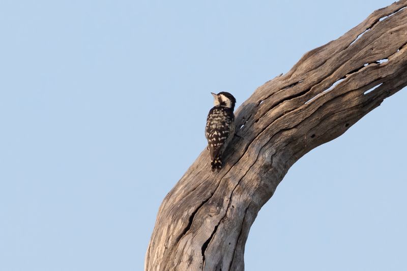 Woodpecker,Brown-capped Pygmy 