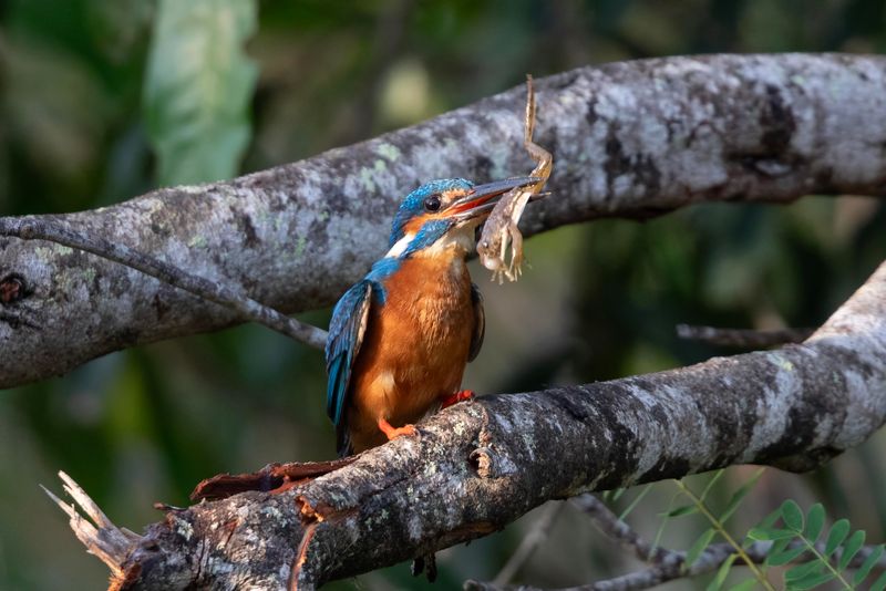 Common Kingfisher  Sri Lanka