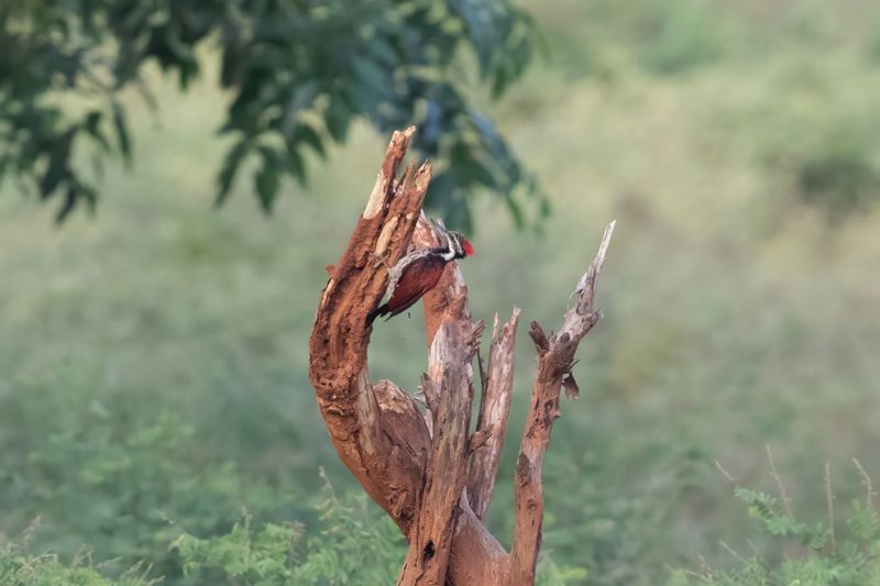 Common Flameback.   Sri Lanka