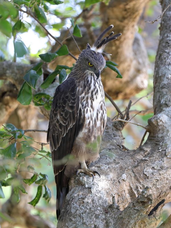 Crested Hawk Eagle  Sri Lanka 