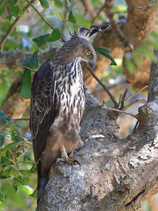 Crested Hawk Eagle  Sri Lanka 