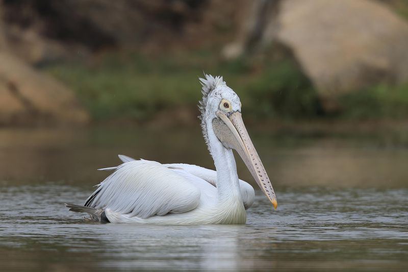 Spot Billed Pelican  Sri Lanka 