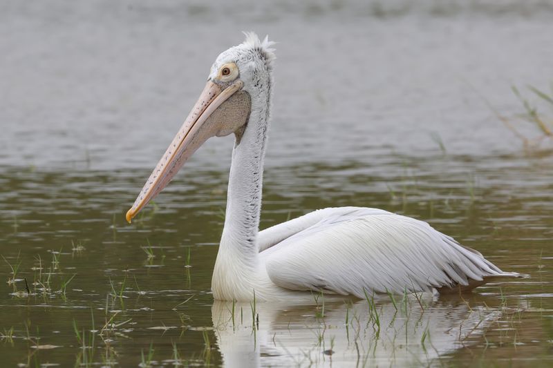 Pelican,Spot-billed 