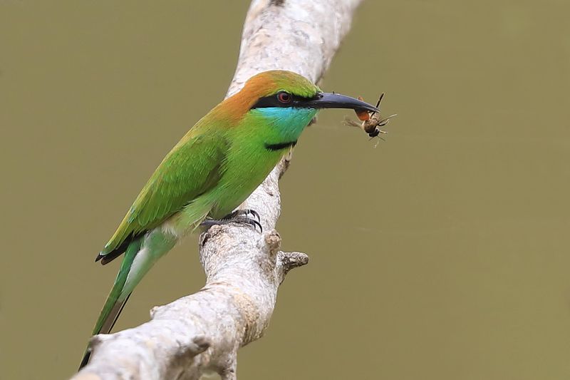 Little Green Bee-eater  Sri Lanka 