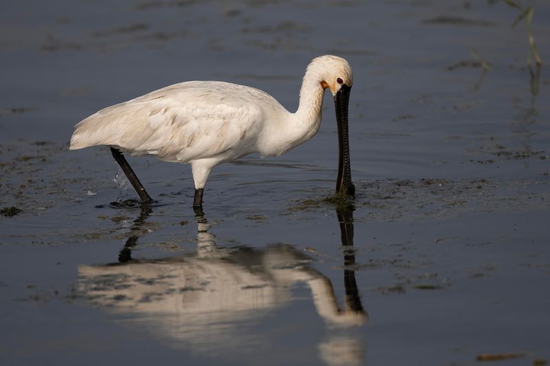 European Spoonbill.    Sri Lanka