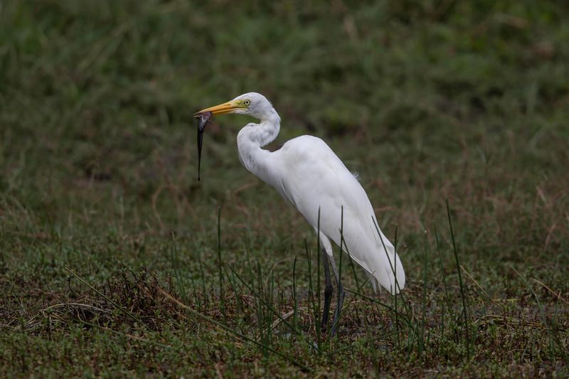 Great Egret     Sri Lanka