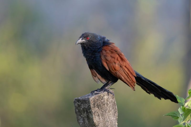 Coucal,Greater 