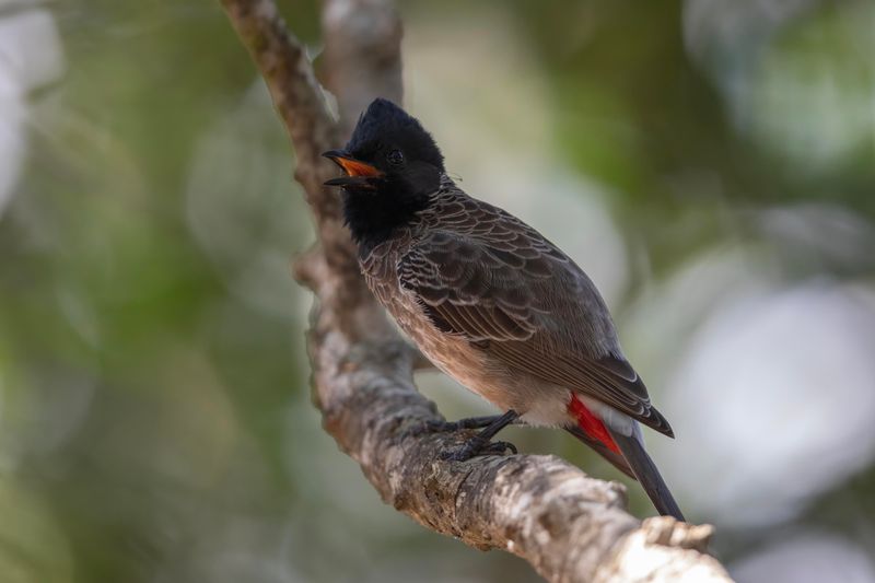 Bulbul,Red-vented 