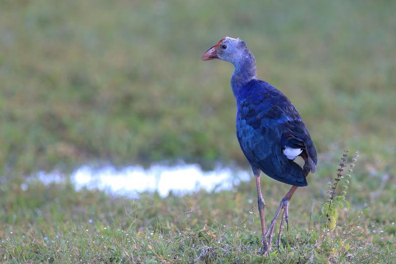 Grey-headed.Swamphen     Sri Lanka