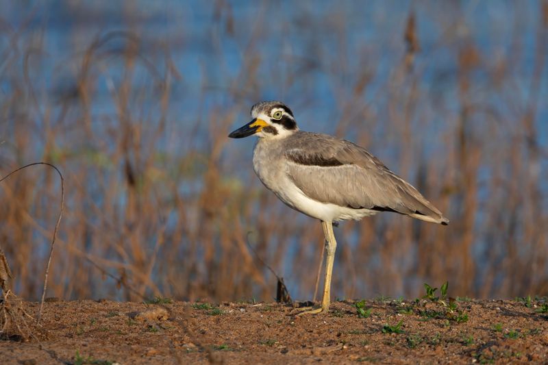 Thick-knee,Greater 